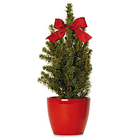 Wunschbäumchen klassisch ROT